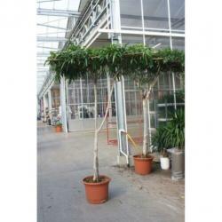 Ficus 'amstel King' 230-250cm art38477