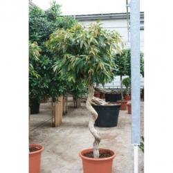 Ficus 'amstel King' 230-250cm art38477