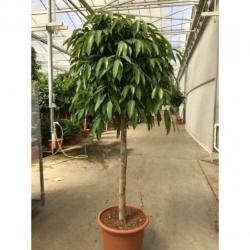 Ficus 'amstel King' 230-250cm art38477