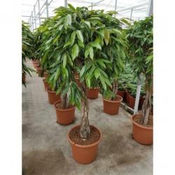 Ficus 'amstel King' 230-250cm art38477