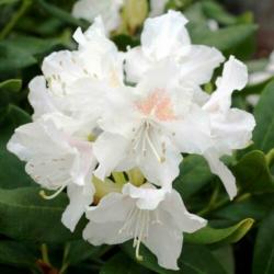 Rhododendron Cunningham's White