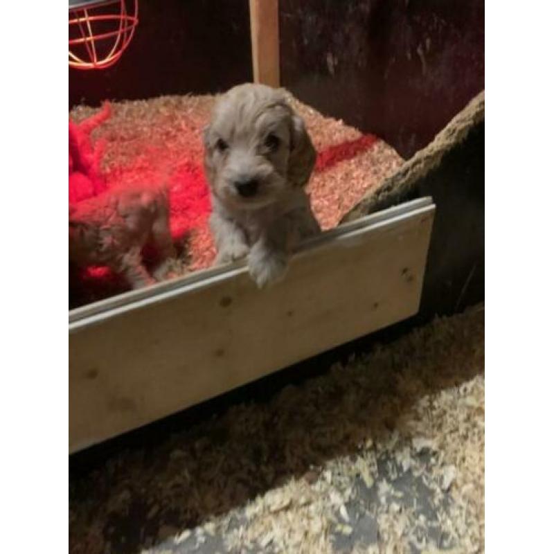 kruising cockapoo pups, cocker spaniel x poedel pups, puppie