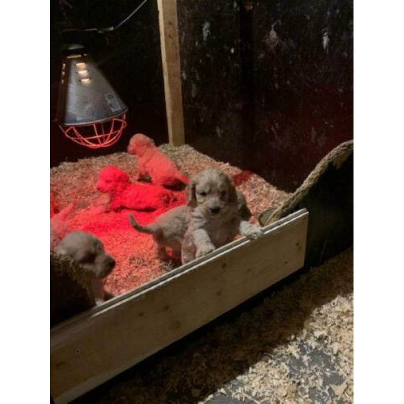 kruising cockapoo pups, cocker spaniel x poedel pups, puppie