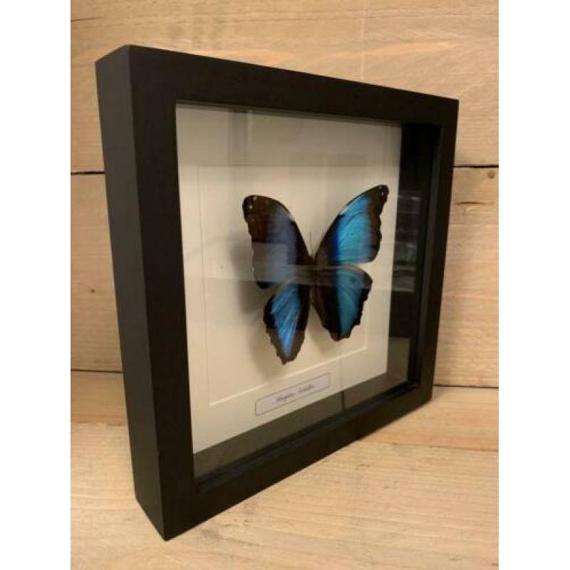 Morpho achilles in lijst ?? van 25 x 25 cm