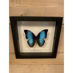 Morpho achilles in lijst ?? van 25 x 25 cm