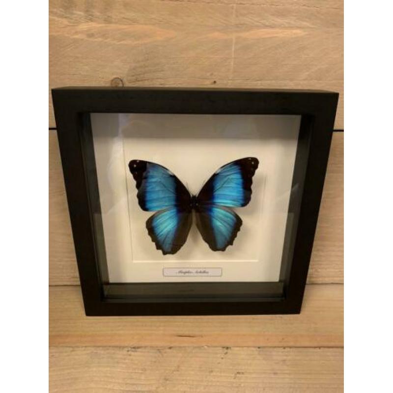 Morpho achilles in lijst ?? van 25 x 25 cm