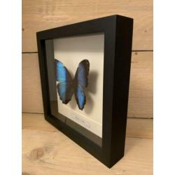 Morpho achilles in lijst ?? van 25 x 25 cm