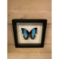 Morpho achilles in lijst ?? van 25 x 25 cm