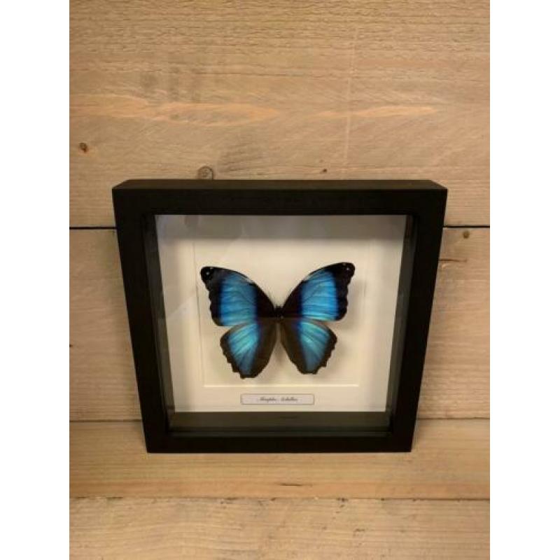 Morpho achilles in lijst ?? van 25 x 25 cm