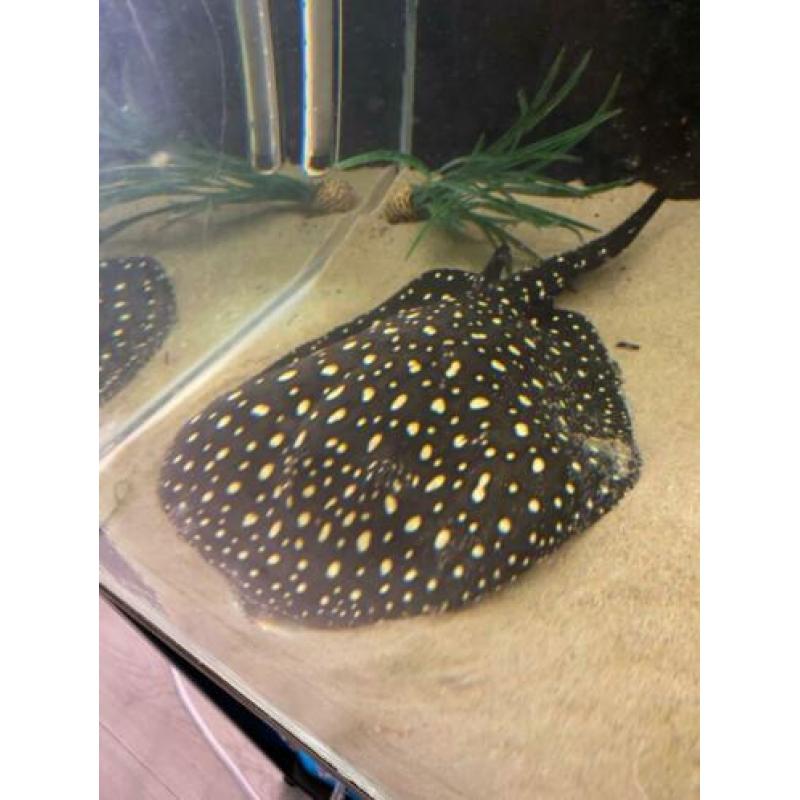 Potamotrygon black diamond p14 man