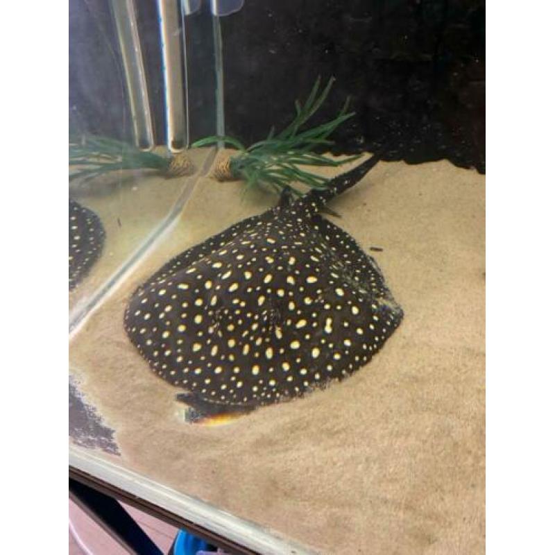 Potamotrygon black diamond p14 man