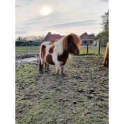 * Fries hengst veulen / mini pony's