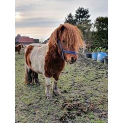 * Fries hengst veulen / mini pony's