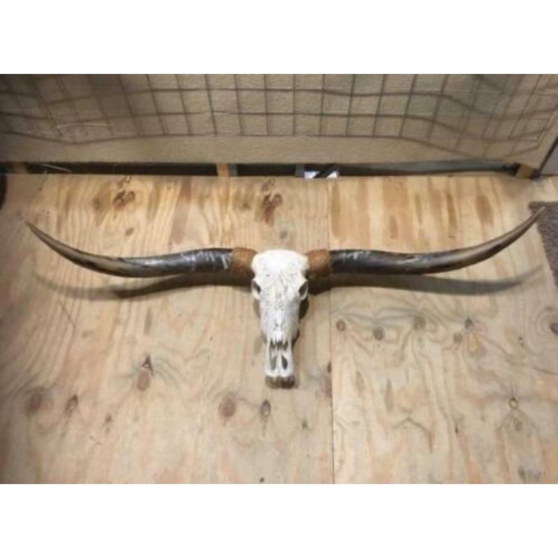 Skull longhoorn buffel schedel longhorn skulls dierenschedel