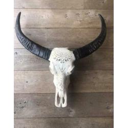 Skull longhoorn buffel schedel longhorn skulls dierenschedel