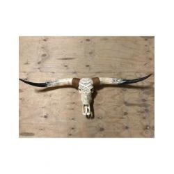 Skull longhoorn buffel schedel longhorn skulls dierenschedel