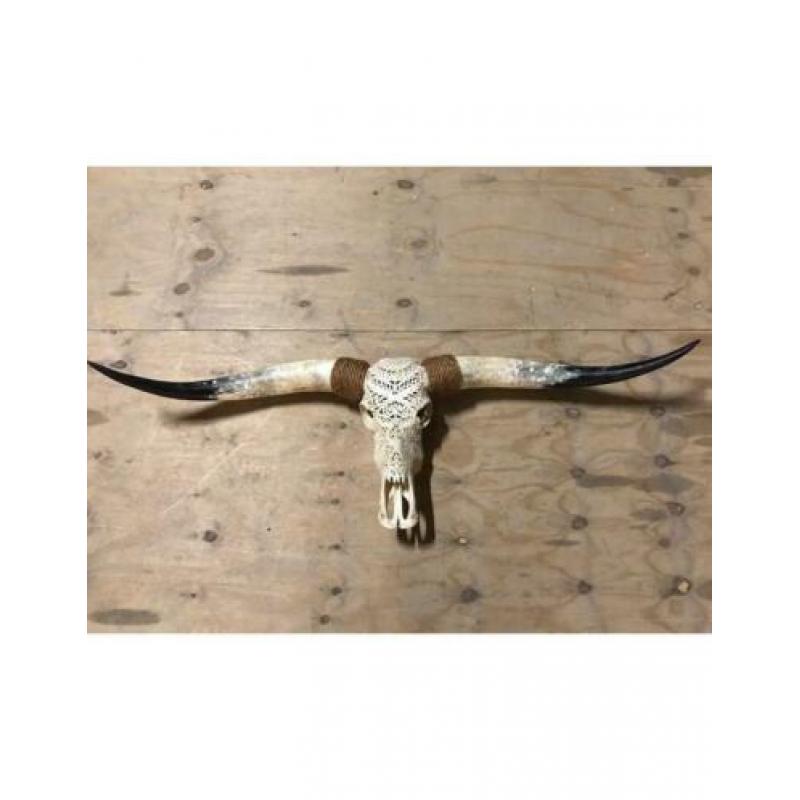 Skull longhoorn buffel schedel longhorn skulls dierenschedel