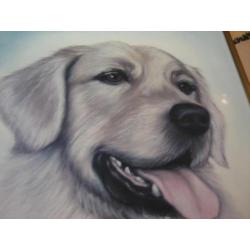 prachtige tekening van de Golden Retriever 35/28 cm