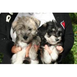 Schnautezer pups (Maltezer x Dwerg schnauzer)