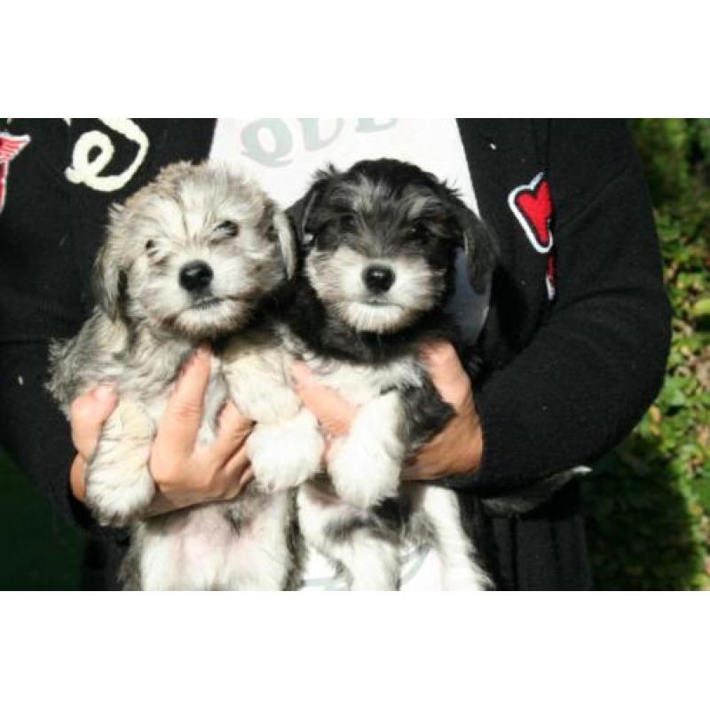 Schnautezer pups (Maltezer x Dwerg schnauzer)