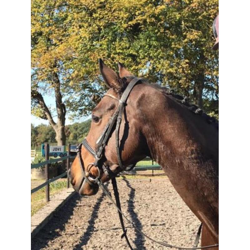 Allerliefste beginnerspaard, 7jr ruin!! manege paard 1.65mtr