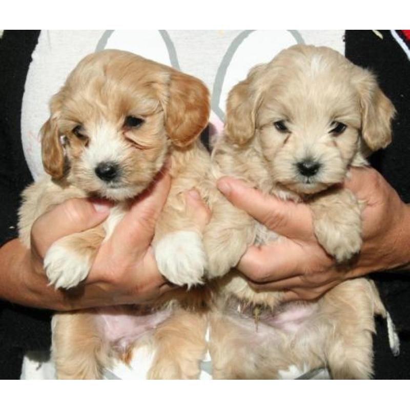 Schitterende maltipoo pups (Maltezer x Dwerg poedel)