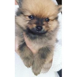 Pomeranian(dwergkees) x kleinkees pups