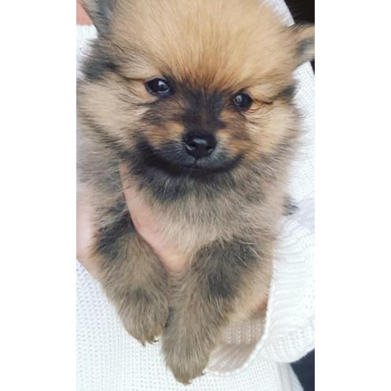 Pomeranian(dwergkees) x kleinkees pups