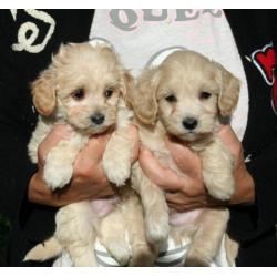 Schitterende maltipoo pups (Maltezer x Dwerg poedel)