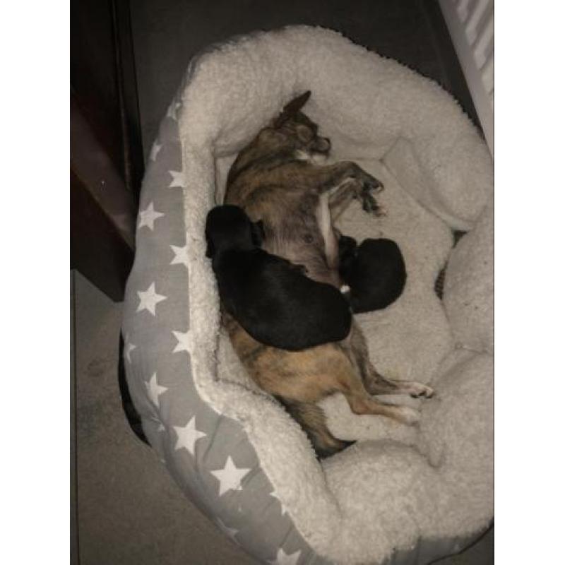 Mooie lieve chihuahua pups