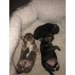 Mooie lieve chihuahua pups