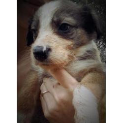 Border collie pup bruin