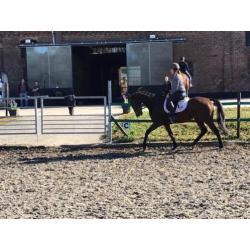 Allerliefste beginnerspaard, 7jr ruin!! manege paard 1.65mtr