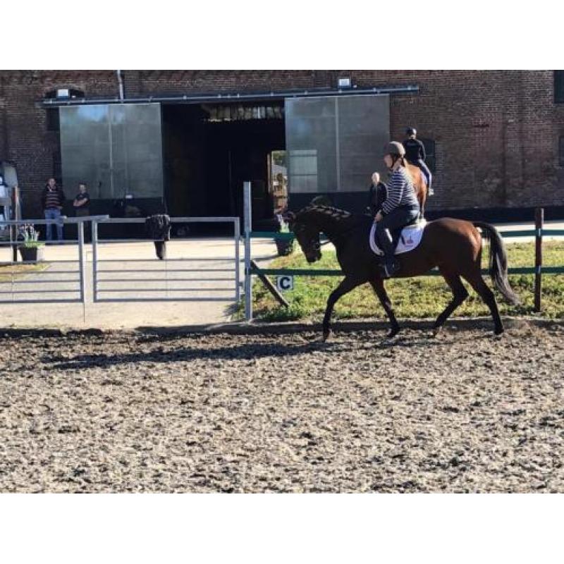 Allerliefste beginnerspaard, 7jr ruin!! manege paard 1.65mtr