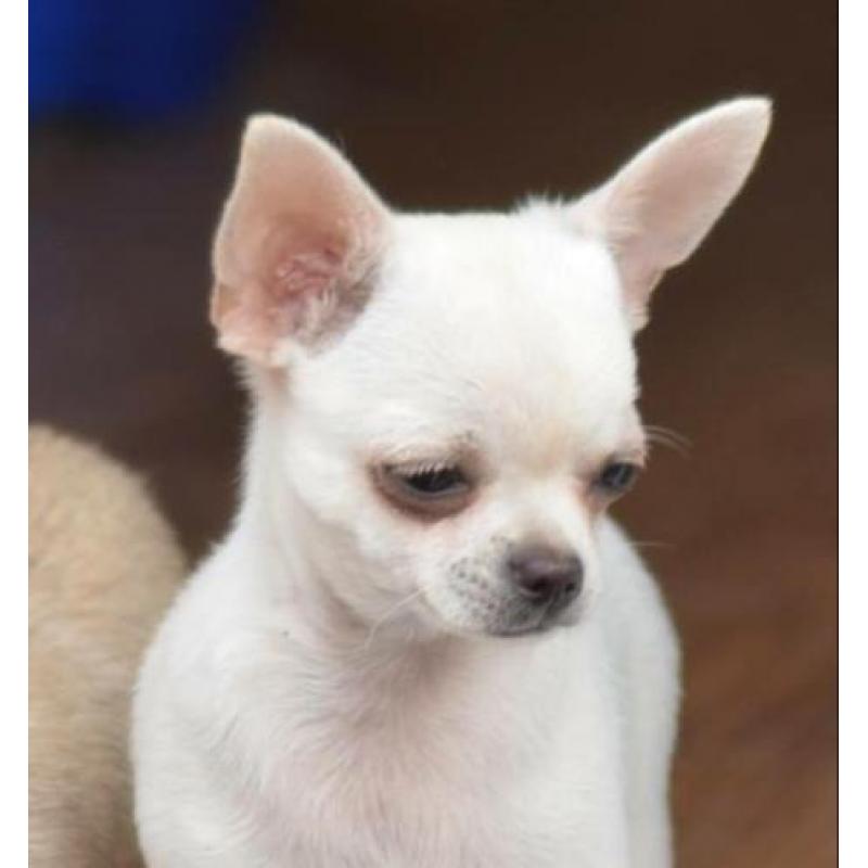 2 mooie chihuahuareu puppies met FCI stamboom