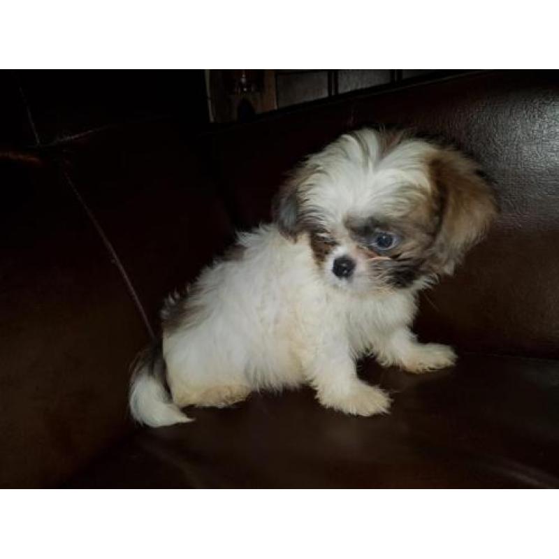 Mooi zeer lief shih tzu x chihuahua reutje pup