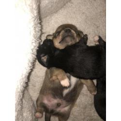 Mooie lieve chihuahua pups