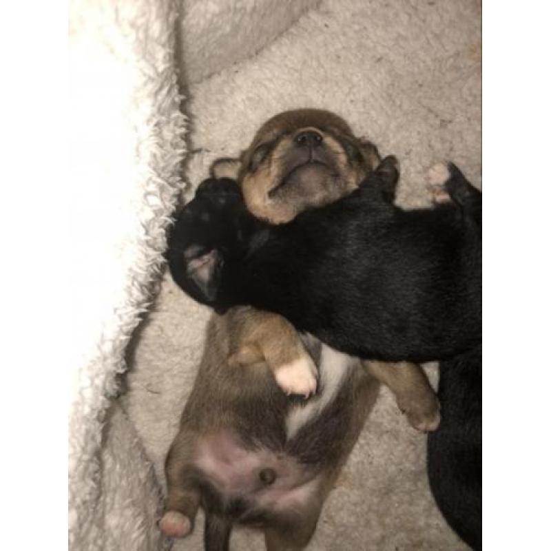 Mooie lieve chihuahua pups