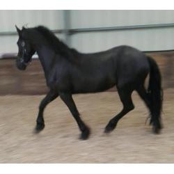 Gevraagd paarden/ponies in de normale lagere prijsklasse