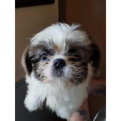 Mooi zeer lief shih tzu x chihuahua reutje pup