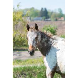 Te koop: 6 nakomelingen van onze appaloosa hengst Storm!