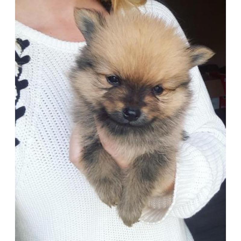 Pomeranian(dwergkees) x kleinkees pups