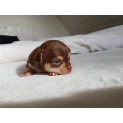 Byzonder mooie kleine chihuahua pups