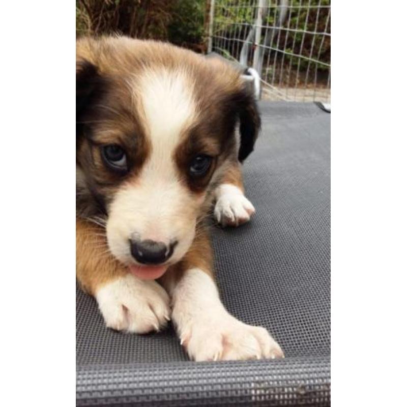 Border collie pup bruin