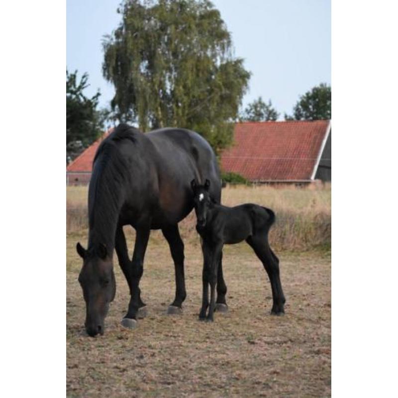 Te koop: 6 nakomelingen van onze appaloosa hengst Storm!