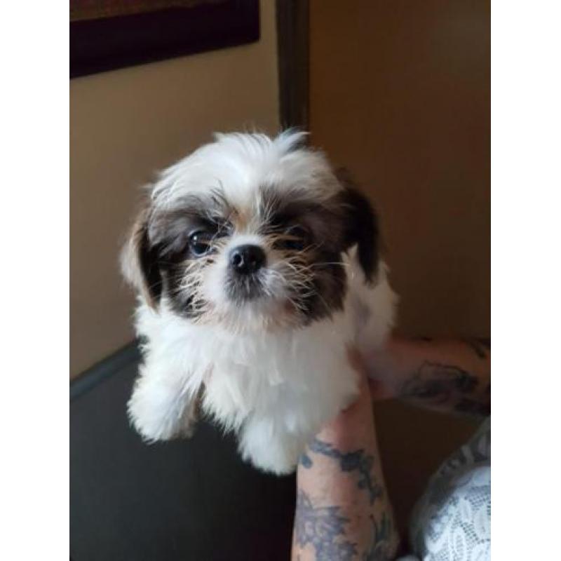 Mooi zeer lief shih tzu x chihuahua reutje pup