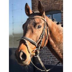 Allerliefste beginnerspaard, 7jr ruin!! manege paard 1.65mtr