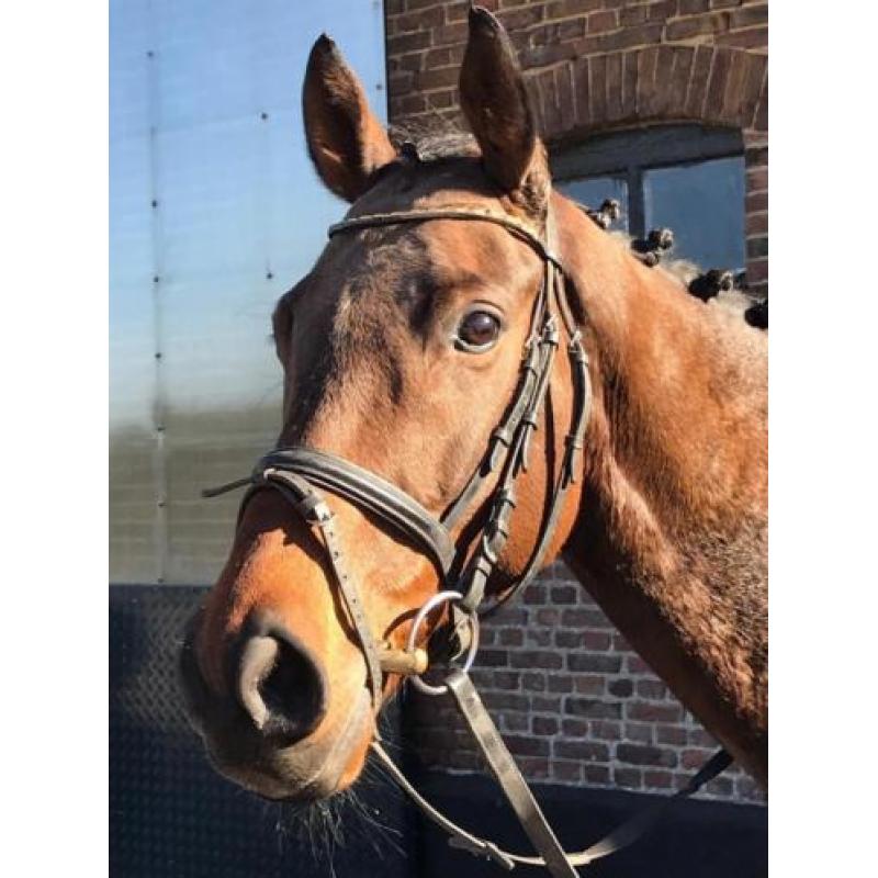 Allerliefste beginnerspaard, 7jr ruin!! manege paard 1.65mtr