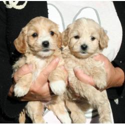 Schitterende maltipoo pups (Maltezer x Dwerg poedel)