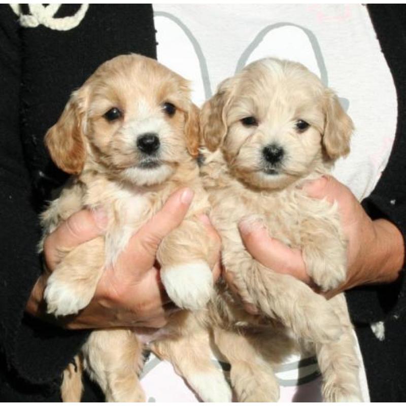 Schitterende maltipoo pups (Maltezer x Dwerg poedel)